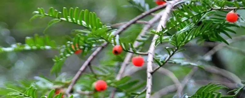 了解植物分辨公母方式的方法和重点？了解植物分辨公母方式要做好哪些细节？-会东网