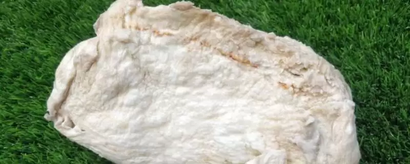 太岁通常生长在哪些地方？了解太岁生长地要知晓哪些关键的地理环境和分布信息？-会东网