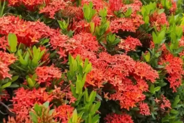 图片[4]-龙船花的毒性问题 ,龙船花为什么是无毒植物呢？-会东网