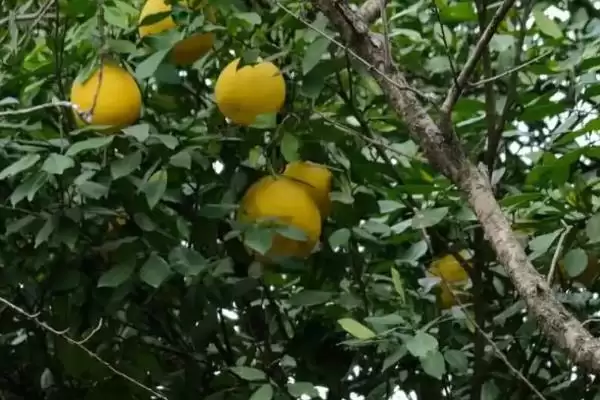 图片[6]-香橼果苗价格的波动和要点？了解香橼果苗价格需关注哪些市场因素？-会东网