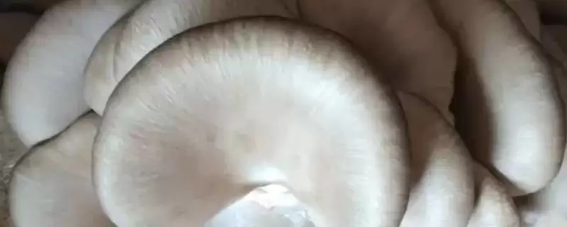 平菇两段出菇培育法:接种时铺菌种的操作要点-会东网