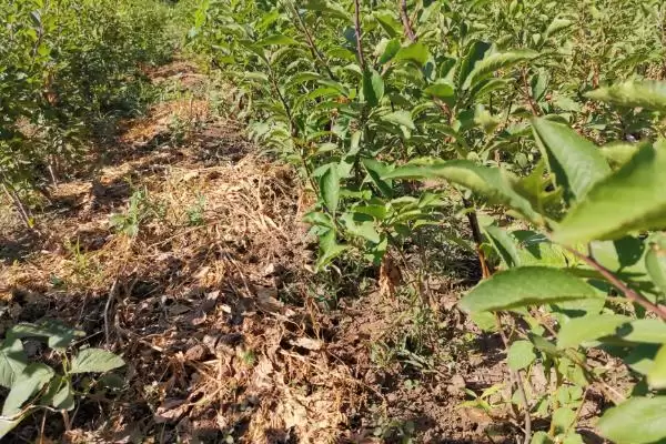 图片[3]-种植西梅的方法和重点？种植西梅要做好哪些细节？-会东网