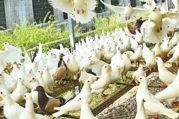 图片[4]-温室大棚养殖鸽子的优点？了解温室大棚养鸽优点要知晓哪些养殖环境、管理和效益要点？-会东网