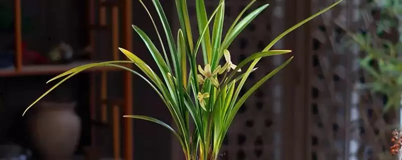 建兰的养殖难度 ,建兰这种植物好不好养呢-会东网