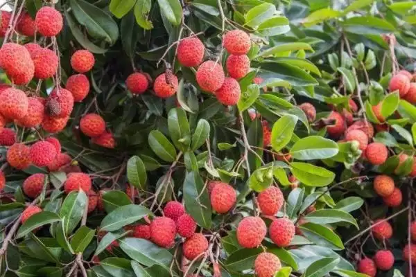 图片[2]-如何提高荔枝的产量？种植荔枝提高产量要做好哪些关键管理工作？-会东网