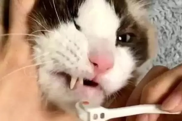 图片[2]-给猫咪做口腔护理的方法和重点？给猫咪做口腔护理要做好哪些细节？-会东网
