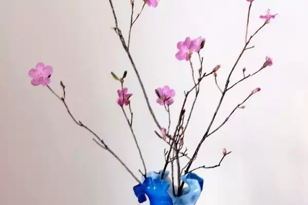 图片[3]-在室内养干枝梅的方法和重点？在室内养干枝梅要做好哪些细节？-会东网