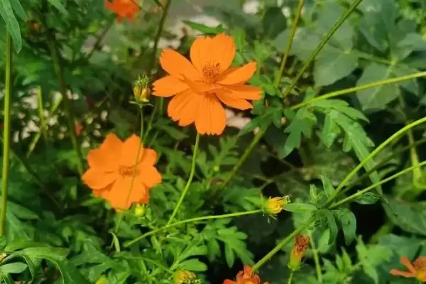 图片[8]-万寿菊的种植方法？种植万寿菊要遵循哪些科学的种植步骤和管理要点？-会东网