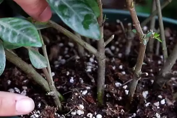 图片[2]-茉莉的种植方法是怎样的呢 ,茉莉是一种可攀援灌木的植物及种植方法-会东网