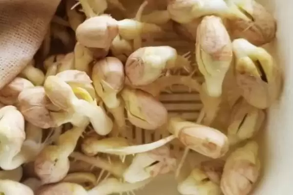 图片[9]-种植花生芽苗菜的方法和重点？种植花生芽苗菜要做好哪些细节？-会东网