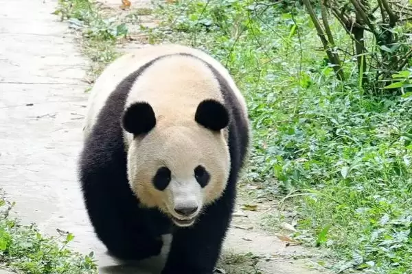 图片[3]-探寻熊猫名称来历的方法和重点？探寻熊猫名称来历要做好哪些细节？-会东网
