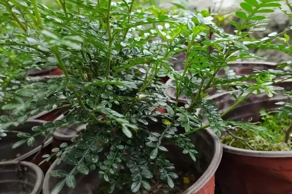 图片[3]-给清香木浇水的方法和重点？给清香木浇水要做好哪些细节？-会东网