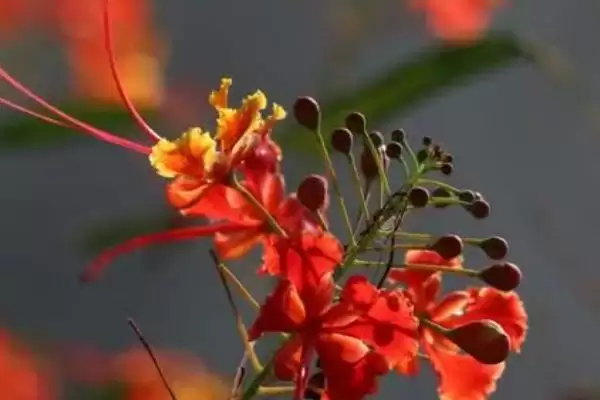 图片[2]-金凤花的繁殖方法 ,金凤花在什么时间繁殖为佳-会东网