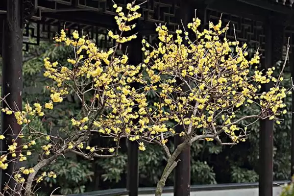 图片[4]-腊梅树夏季的形态特征 ,腊梅树夏季树干和枝叶啥样？-会东网
