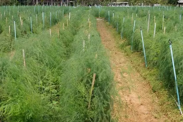 图片[5]-芦笋春季种植有什么技巧 ,春季如何种植芦笋-会东网
