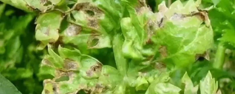 芹菜斑枯病防治秘籍：种子消毒、平衡施肥的要点-会东网