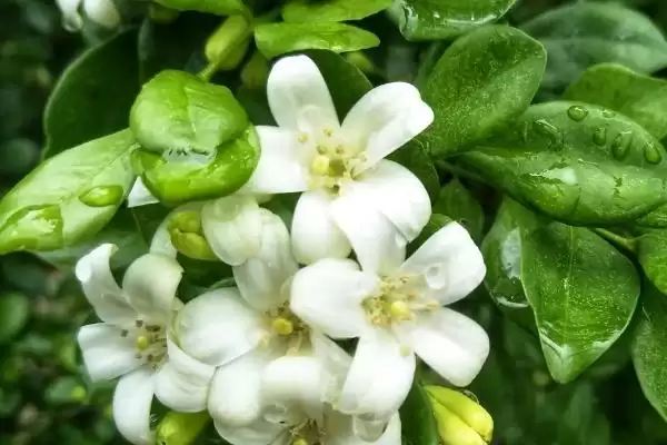 图片[3]-九里香的开花时间 ,九里香通常在什么时间段开花呢？-会东网