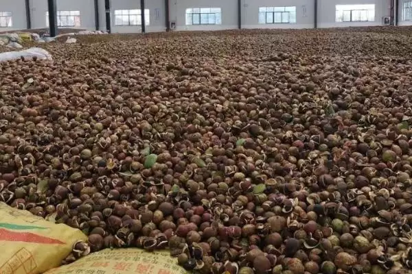 图片[4]-了解油茶茶壳做肥料好处的方法和重点？了解油茶茶壳做肥料好处要做好哪些细节？-会东网