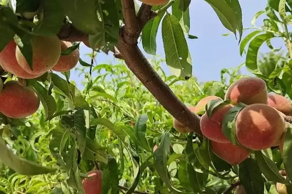 图片[2]-桃树有什么特点？认识桃树要了解哪些关键的植物形态、生长习性等特点？-会东网