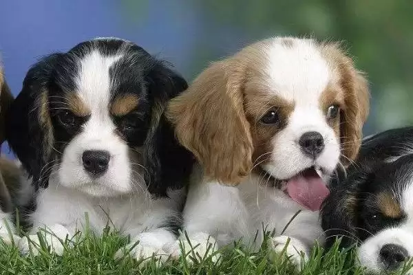 图片[10]-最好养的10种小型犬的种类和要点？选择小型犬需关注哪些品种？-会东网