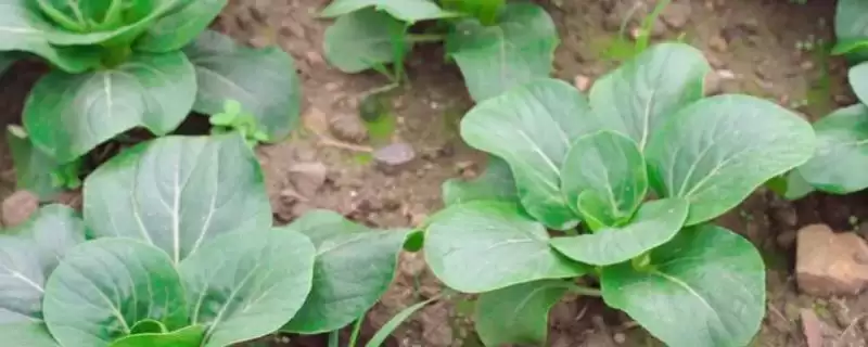 小白菜收获时间的要点和判断?判断小白菜收获时机需注意什么?-会东网