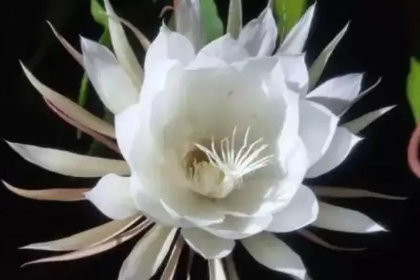 图片[3]-昙花长气根的原因？探究昙花长气根原因要考虑哪些生长环境和植物生理因素？-会东网