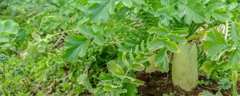 如何预防春萝卜抽苔?种植春萝卜预防抽苔要采取哪些有效措施?-会东网