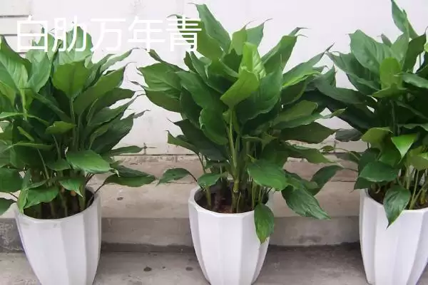 图片[8]-万年青的种类？认识万年青种类要了解哪些关键的品种分类和形态特性要点？-会东网