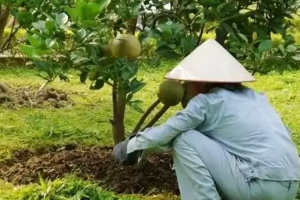 图片[7]-蜜柚施肥与气候条件有关系吗 ,蜜柚施肥与温度、光照、降水等有关-会东网