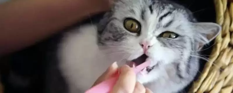 如何让猫咪喜欢刷牙？培养猫咪刷牙习惯要运用哪些有效方法？-会东网