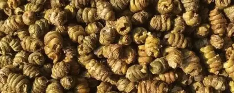 铁皮石斛的价格？了解铁皮石斛价格要分析哪些市场供需和品质影响因素？-会东网
