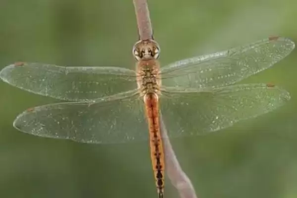 动物界的“眼王”:蜻蜓拥有超多眼睛的神奇秘密插图2 动物界的“眼王”:蜻蜓拥有超多眼睛的神奇秘密插图2