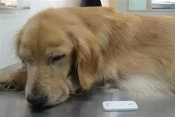 图片[5]-犬瘟热病毒感染源揭秘：病犬和带毒犬的传播风险-会东网