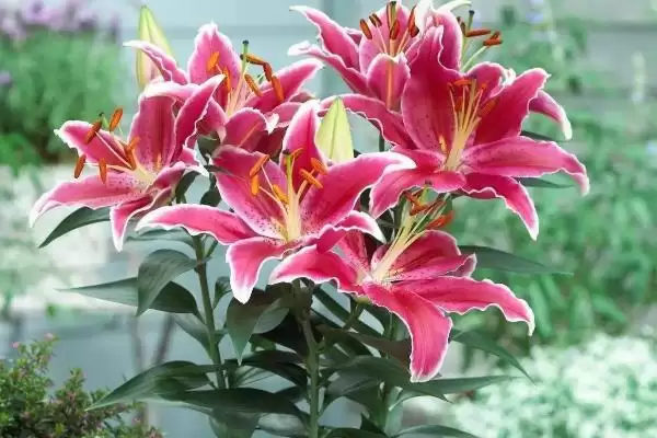 图片[3]-盆栽百合花浇水方法：每隔3天浇一次的科学频率-会东网
