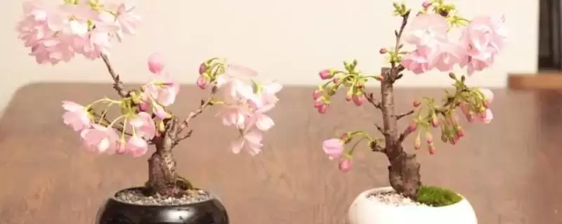 盆栽樱花养护技巧：花前花后修剪的重要步骤-会东网