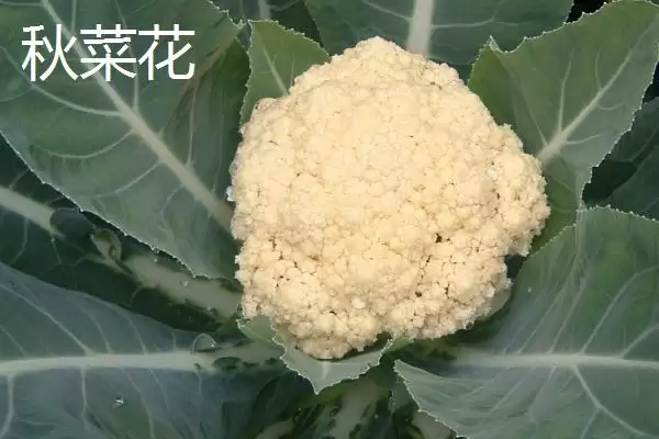 图片[3]-确定椰菜花适宜种植时间的方法和重点？确定椰菜花适宜种植时间要做好哪些细节？-会东网