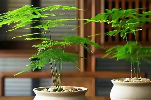 图片[2]-文竹能不能放在卧室？判断文竹能否放卧室要考虑哪些健康、养护和风水因素？-会东网