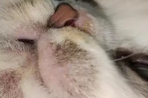 图片[2]-什么是猫奶癣？了解猫奶癣要知晓哪些关键的疾病症状和防治方法？-会东网