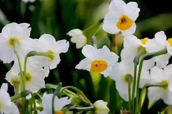 图片[4]-水仙花能不能在室内养？判断水仙花能否室内养殖要考虑哪些健康和养护因素？-会东网
