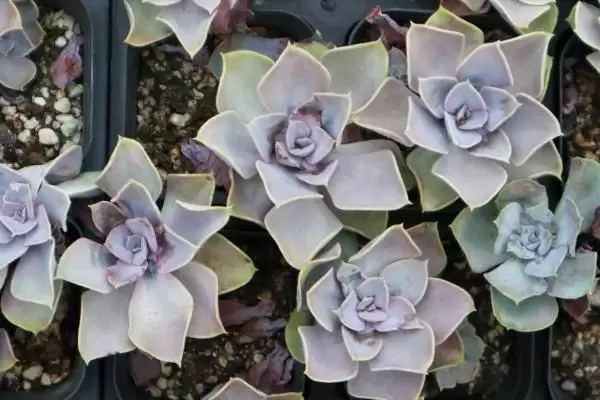 图片[4]-紫珍珠养殖的方法和要点？养殖紫珍珠要掌握哪些关键方法？-会东网