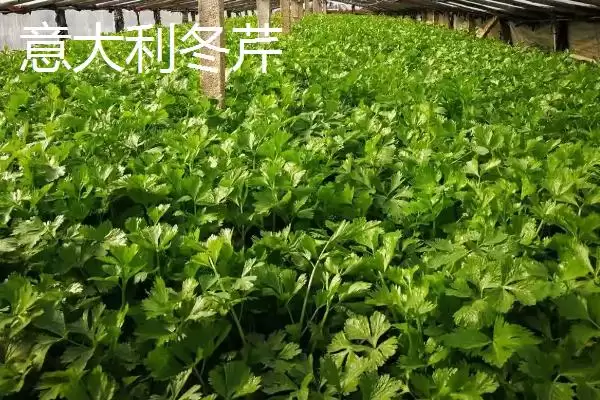 图片[10]-芹菜品种大揭秘：不同品种亩产量差异及特点-会东网