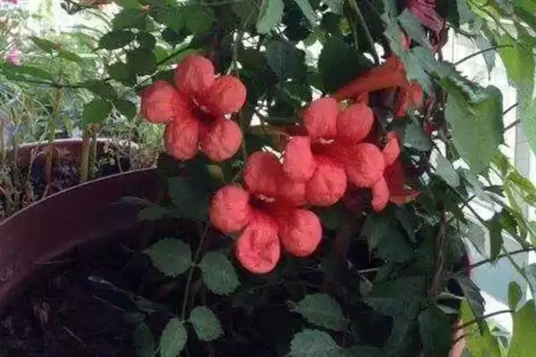 图片[6]-凌霄花的寓意内涵 ,凌霄花有哪些美好的寓意呢？-会东网