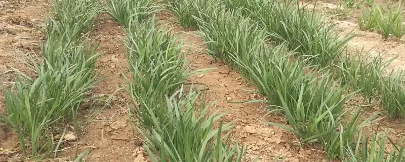 七月韭菜种植攻略：育苗后移栽7月可种的操作要点-会东网
