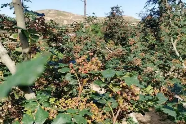图片[2]-判断种花椒树能否赚钱的方法和重点？判断种花椒树能否赚钱要做好哪些细节？-会东网