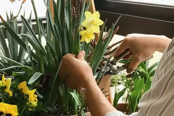 图片[7]-水仙花能不能在室内养？判断水仙花能否室内养殖要考虑哪些健康和养护因素？-会东网