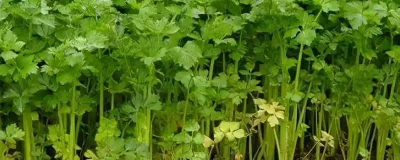 水芹的产地？了解水芹产地要知晓哪些主要的地域分布和生长环境信息？-会东网