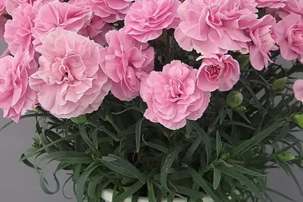 图片[7]-送医生的暖心花卉：百合、康乃馨、向日葵的美好寓意-会东网