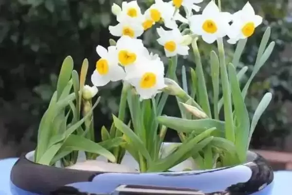图片[3]-让水仙花的叶子打卷的方法？养护水仙花使叶子打卷要掌握哪些环境和操作要点？-会东网