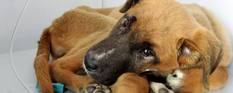 犬细小的传播途径？了解犬细小传播途径要知晓哪些病毒传播和感染方式要点？-会东网