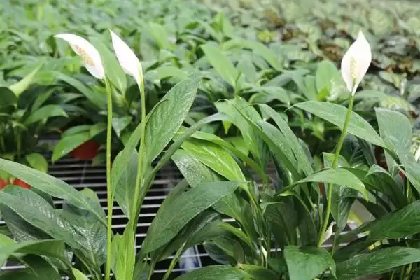 图片[4]-种植一帆风顺的方法和重点？种植一帆风顺要做好哪些细节？-会东网